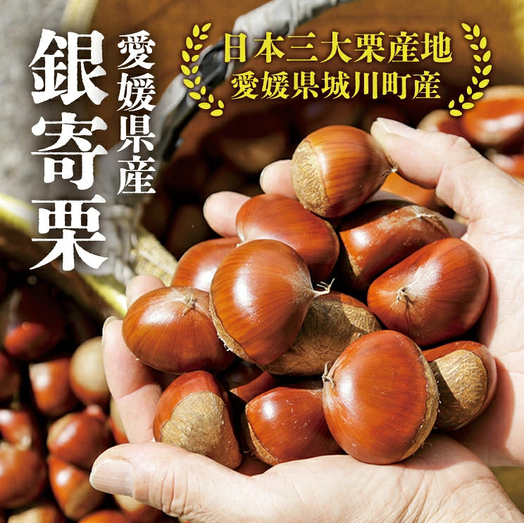 ＼今年の生栗 ご予約受付中／【9月中旬～発送】愛媛県城川町産銀寄栗（生栗）2L・3Lサイズ（1kg～4kg） 愛媛県 西予市 城川町【ご予約順に発送】