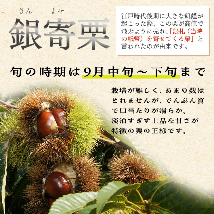 ＼今年の生栗 ご予約受付中／【9月中旬～発送】愛媛県城川町産銀寄栗（生栗）2L・3Lサイズ（1kg～4kg） 愛媛県 西予市 城川町【ご予約順に発送】