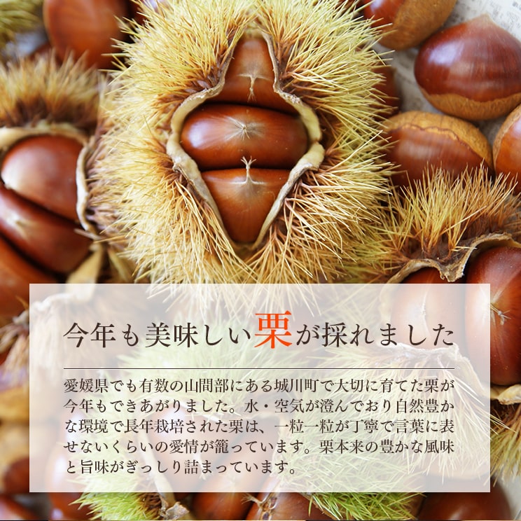 【送料無料】モンブランどら焼き【6個入】