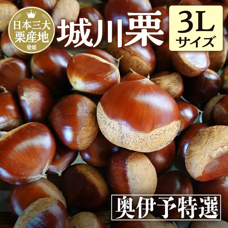 ＼今年の生栗 ご予約受付中／【9月下旬～発送】愛媛県城川町産生栗 大粒3Lサイズ（1kg～4kg） 愛媛県 西予市 城川町【ご予約順に発送】