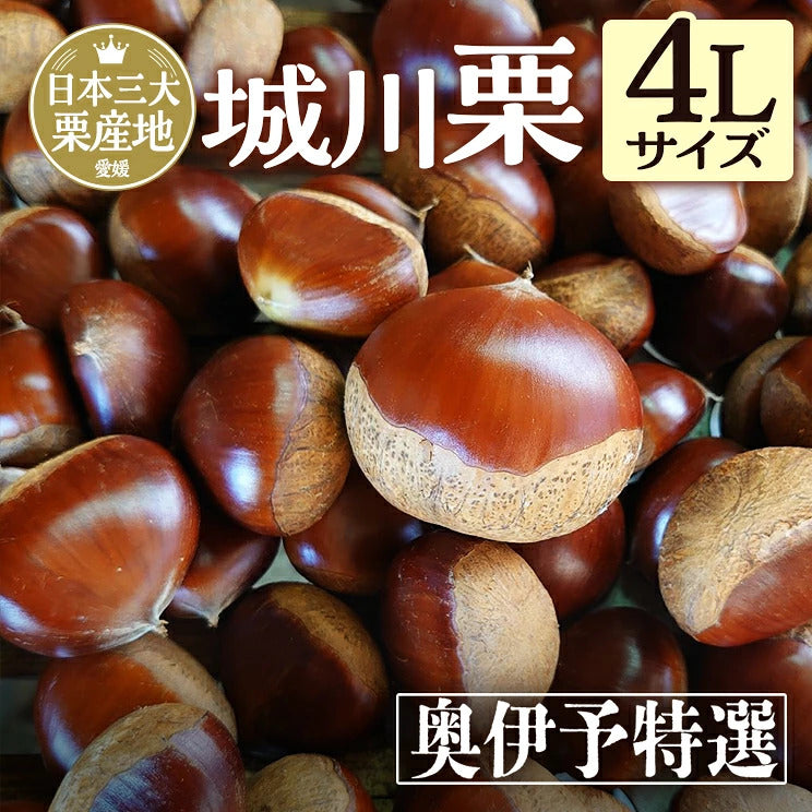 ＼今年の生栗 ご予約受付中／【9月下旬～発送】愛媛県城川町産生栗 特大粒 4Lサイズ（1kg～4kg） 愛媛県 西予市 城川町【ご予約順に発送】
