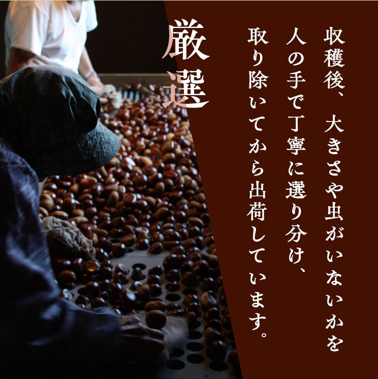 ＼今年の生栗 ご予約受付中／【9月下旬～発送】愛媛県城川町産生栗 大粒3Lサイズ（1kg～4kg） 愛媛県 西予市 城川町【ご予約順に発送】