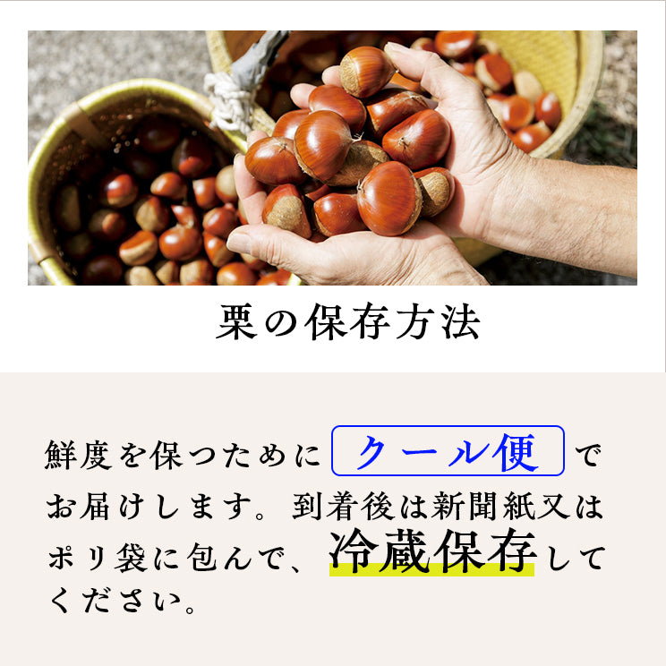 ＼今年の生栗 ご予約受付中／【9月下旬～発送】愛媛県城川町産生栗 大粒3Lサイズ（1kg～4kg） 愛媛県 西予市 城川町【ご予約順に発送】